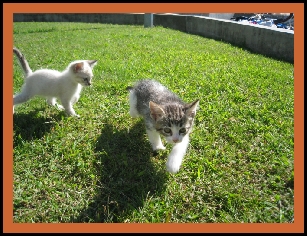 [Figura3Gato[1].jpg]